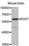 Regulator of G-protein signaling 7 antibody, STJ28803, St John