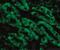 CAD protein antibody, NBP1-77009, Novus Biologicals, Immunocytochemistry image 
