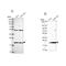 KIAA1143 antibody, NBP1-92051, Novus Biologicals, Western Blot image 