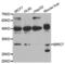 Baculoviral IAP Repeat Containing 7 antibody, LS-C334254, Lifespan Biosciences, Western Blot image 