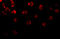 Docking Protein 1 antibody, 1107, ProSci Inc, Immunofluorescence image 