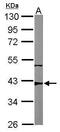 Ribonucleoside-diphosphate reductase subunit M2 B antibody, PA5-29009, Invitrogen Antibodies, Western Blot image 