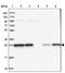 Ermin antibody, NBP1-84801, Novus Biologicals, Western Blot image 