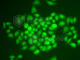 Amyloid Beta Precursor Protein Binding Family B Member 1 antibody, A1944, ABclonal Technology, Immunofluorescence image 