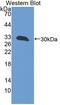 G Elongation Factor Mitochondrial 1 antibody, LS-C687169, Lifespan Biosciences, Western Blot image 