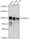 L3MBTL Histone Methyl-Lysine Binding Protein 2 antibody, A10331, ABclonal Technology, Western Blot image 