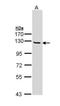 NBS1 antibody, PA5-29196, Invitrogen Antibodies, Western Blot image 