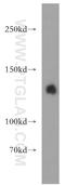 Leucyl-tRNA synthetase, cytoplasmic antibody, 21146-1-AP, Proteintech Group, Western Blot image 