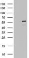 Zinc Finger And BTB Domain Containing 37 antibody, NBP2-46396, Novus Biologicals, Western Blot image 