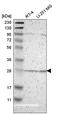 BCL2 Interacting Protein 1 antibody, HPA008149, Atlas Antibodies, Western Blot image 