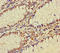 Zinc Finger Protein 260 antibody, LS-C395054, Lifespan Biosciences, Immunohistochemistry paraffin image 