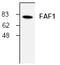 Fas Associated Factor 1 antibody, TA318902, Origene, Western Blot image 