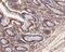 Spermatogenesis Associated 5 Like 1 antibody, NBP2-80413, Novus Biologicals, Immunohistochemistry paraffin image 
