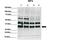 MID1 antibody, 31-346, ProSci, Western Blot image 