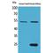 Secretogranin-3 antibody, LS-C386898, Lifespan Biosciences, Western Blot image 