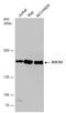 Dedicator of cytokinesis protein 2 antibody, GTX130734, GeneTex, Western Blot image 