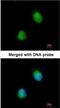 Zinc Finger CCCH-Type Containing 8 antibody, NBP1-32522, Novus Biologicals, Immunocytochemistry image 