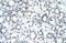 Basic Helix-Loop-Helix Family Member A9 antibody, orb324720, Biorbyt, Immunohistochemistry paraffin image 