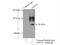 Glutathione S-transferase alpha-1 antibody, 14475-1-AP, Proteintech Group, Immunoprecipitation image 