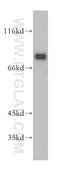 Eukaryotic translation initiation factor 4B antibody, 17917-1-AP, Proteintech Group, Western Blot image 