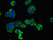 Double C2 Domain Beta antibody, orb47051, Biorbyt, Immunofluorescence image 