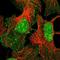 Exportin-6 antibody, HPA038246, Atlas Antibodies, Immunofluorescence image 