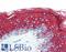 Keratin 10 antibody, LS-B2885, Lifespan Biosciences, Immunohistochemistry frozen image 
