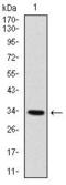 Myogenic Factor 6 antibody, MA5-17131, Invitrogen Antibodies, Western Blot image 