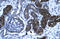 ZFP82 Zinc Finger Protein antibody, orb324393, Biorbyt, Immunohistochemistry paraffin image 