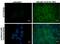 Carbonic Anhydrase 9 antibody, PA5-77885, Invitrogen Antibodies, Immunofluorescence image 