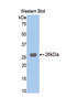 Trypsin antibody, LS-C298078, Lifespan Biosciences, Western Blot image 