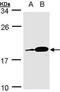 Marginal Zone B And B1 Cell Specific Protein antibody, PA5-21794, Invitrogen Antibodies, Western Blot image 