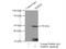 Sulfide Quinone Oxidoreductase antibody, 17256-1-AP, Proteintech Group, Immunoprecipitation image 
