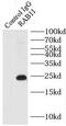 RAB11A, Member RAS Oncogene Family antibody, FNab06988, FineTest, Immunoprecipitation image 