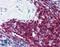 CD5 Molecule antibody, LS-B1845, Lifespan Biosciences, Immunohistochemistry frozen image 