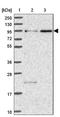 Dynein Axonemal Heavy Chain 12 antibody, NBP1-90586, Novus Biologicals, Western Blot image 