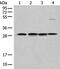 Carbonic anhydrase 7 antibody, PA5-68372, Invitrogen Antibodies, Western Blot image 