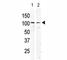 c-Kit antibody, F40156-0.4ML, NSJ Bioreagents, Western Blot image 