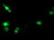 Suppressor Of Cytokine Signaling 3 antibody, TA502921, Origene, Immunofluorescence image 