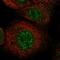 LysM Domain Containing 1 antibody, HPA028055, Atlas Antibodies, Immunocytochemistry image 