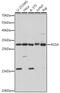 Regulator of G-protein signaling 4 antibody, 18-144, ProSci, Western Blot image 