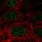 F-Box Protein 48 antibody, HPA054782, Atlas Antibodies, Immunocytochemistry image 