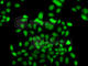 F-Box Protein 7 antibody, A7464, ABclonal Technology, Immunofluorescence image 
