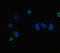 CDP-L-Ribitol Pyrophosphorylase A antibody, LS-C678384, Lifespan Biosciences, Immunofluorescence image 
