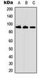 cAMP-regulated phosphoprotein 21 antibody, orb315754, Biorbyt, Western Blot image 