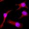 Mitogen-Activated Protein Kinase 7 antibody, AF2848, R&D Systems, Immunofluorescence image 