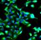 Annexin A2 antibody, FNab00430, FineTest, Immunofluorescence image 