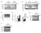 CD81 Molecule antibody, MCA1846GA, Bio-Rad (formerly AbD Serotec) , Enzyme Linked Immunosorbent Assay image 
