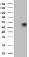 Homeobox C10 antibody, TA808881S, Origene, Western Blot image 