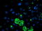 DAN Domain BMP Antagonist Family Member 5 antibody, M11812-1, Boster Biological Technology, Immunofluorescence image 
